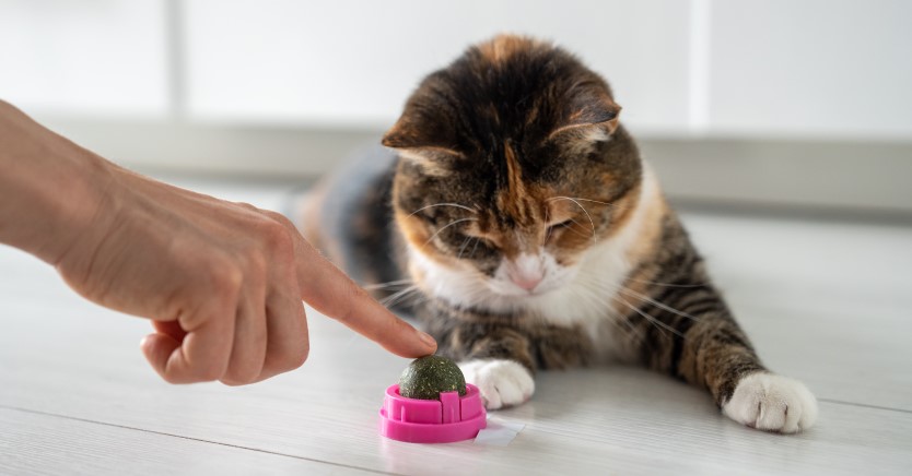 Ask Dr. Jenn - Is catnip safe for kittens? How does catnip work, anyway?